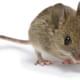 Marketmouse