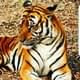 TigerofScalping