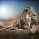 WallStreetLion