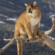 MountainLion