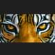 EyezOfTheTiger