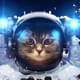 iggycat69