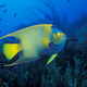 Angelfish