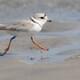 Plover211