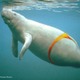 ManateeMan