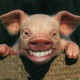 Grinningpig