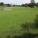 WaterHyacinth