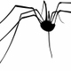 DaddyLongLegs
