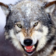 WolfOfForestSt